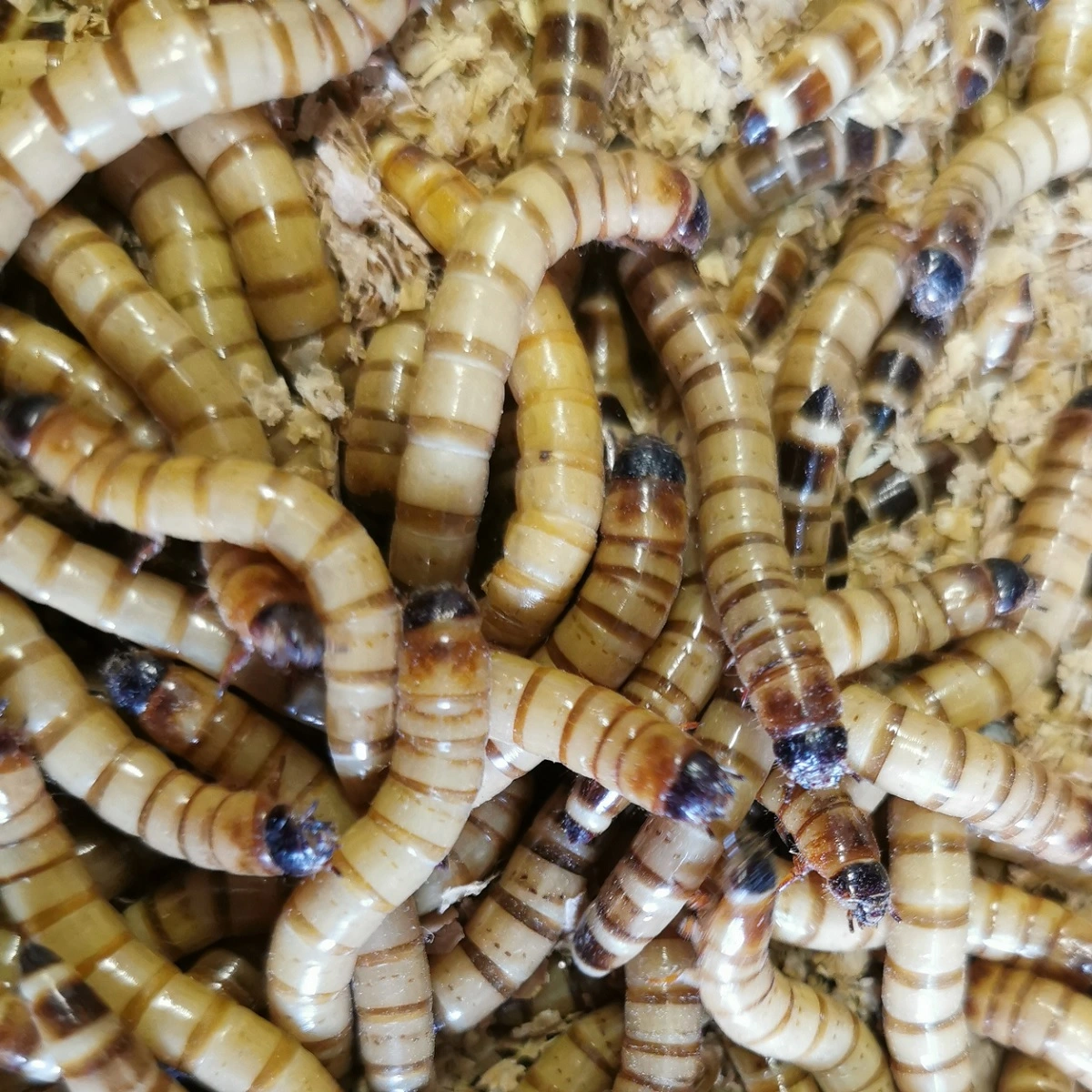 Kæmpe melorme 100 gram (Zophobas morio)